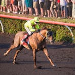 Darwin Cup Day