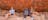 People looking at Aboriginal rock art