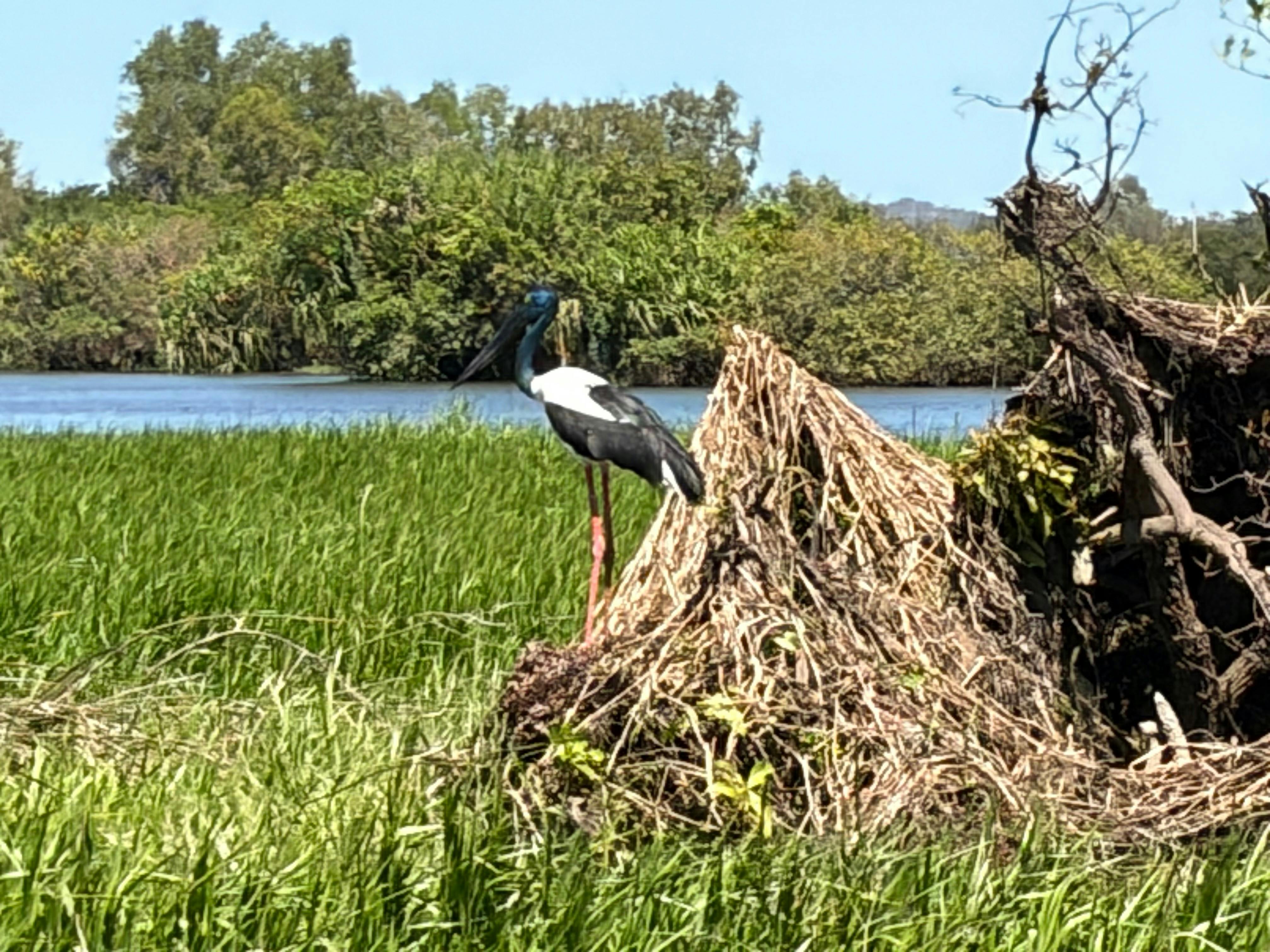 Evening Tour - Kakadu National Park - Sunset Yellow River Wildlife Cruise - 1 Day - Tour 3C