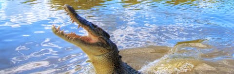 A Jumping Crocodile
