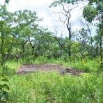 Concrete floor slabs in the bush.