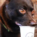 Dog having a drink at Eva's Botanic Gardens Cafe.