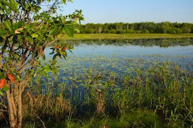 Bubba wetlands walk