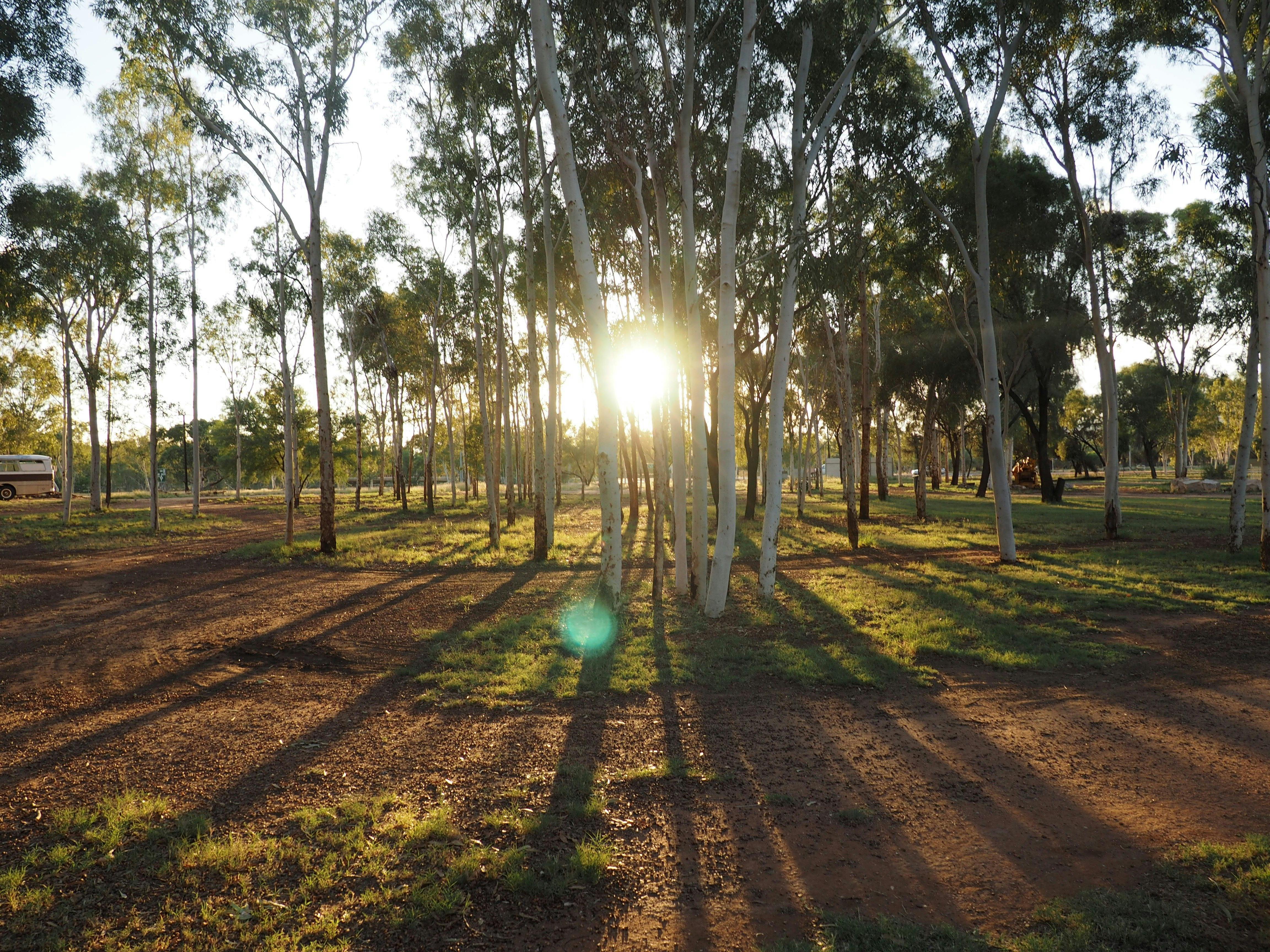 Photo of sun rising through the trees at the Heritage Caravan Park in Alice Springs