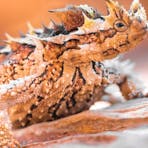 Thorny Devil at the Desert Park