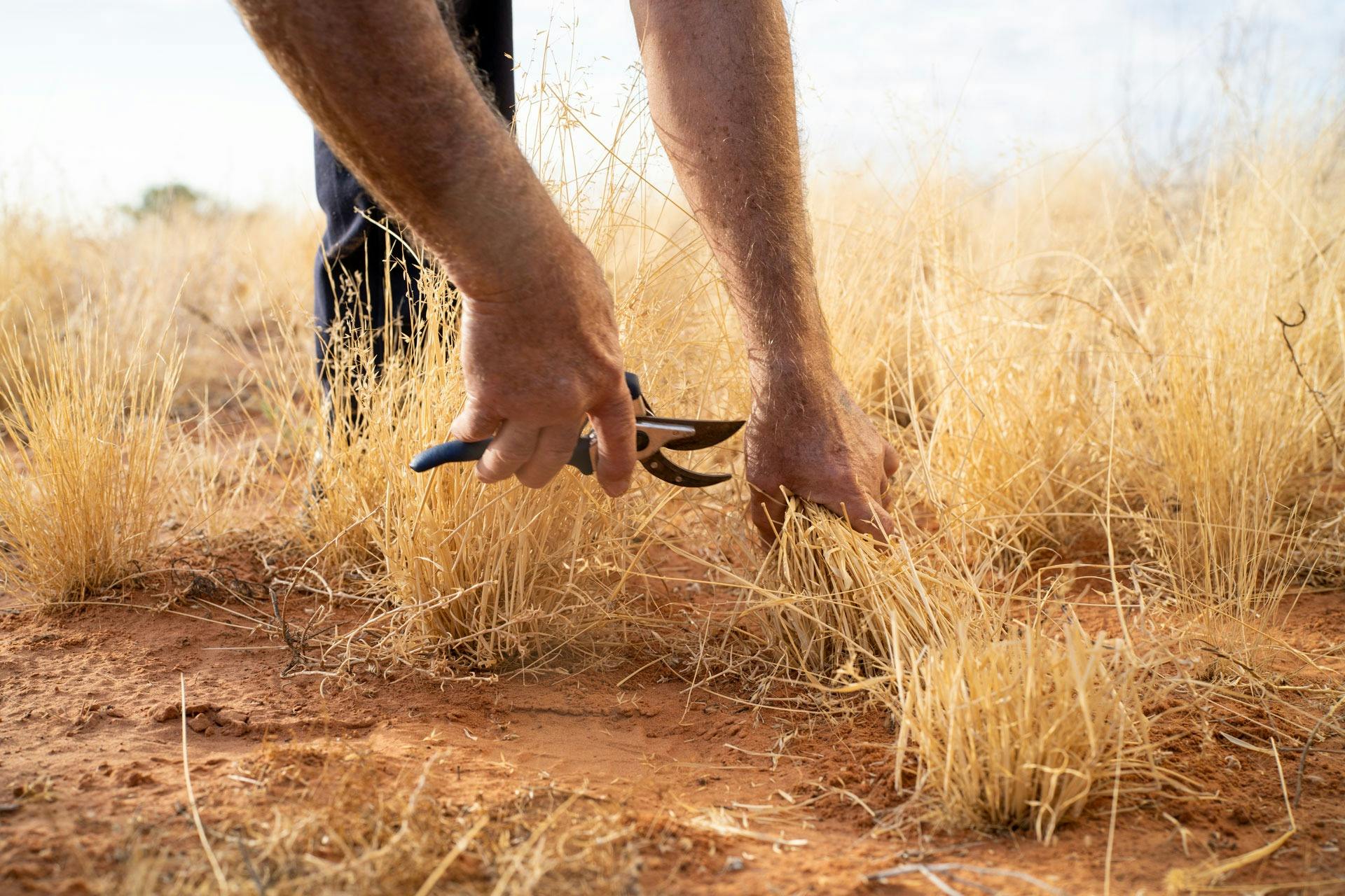 Curtin Springs Paper