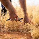 Curtin Springs Paper