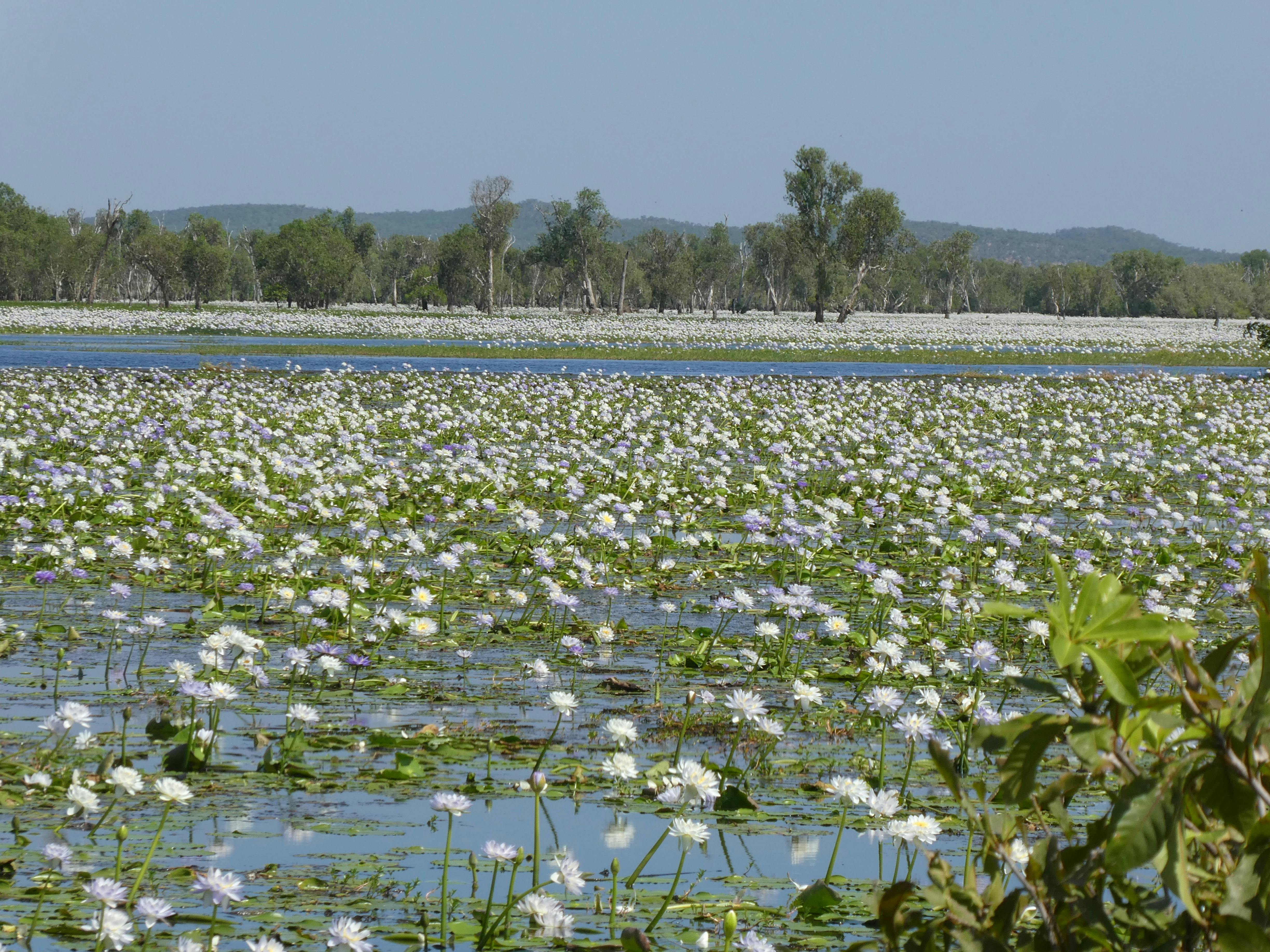 Water lillies at Yellow Water Billabong