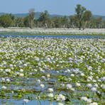 Water lillies at Yellow Water Billabong