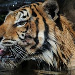 tiger feeding