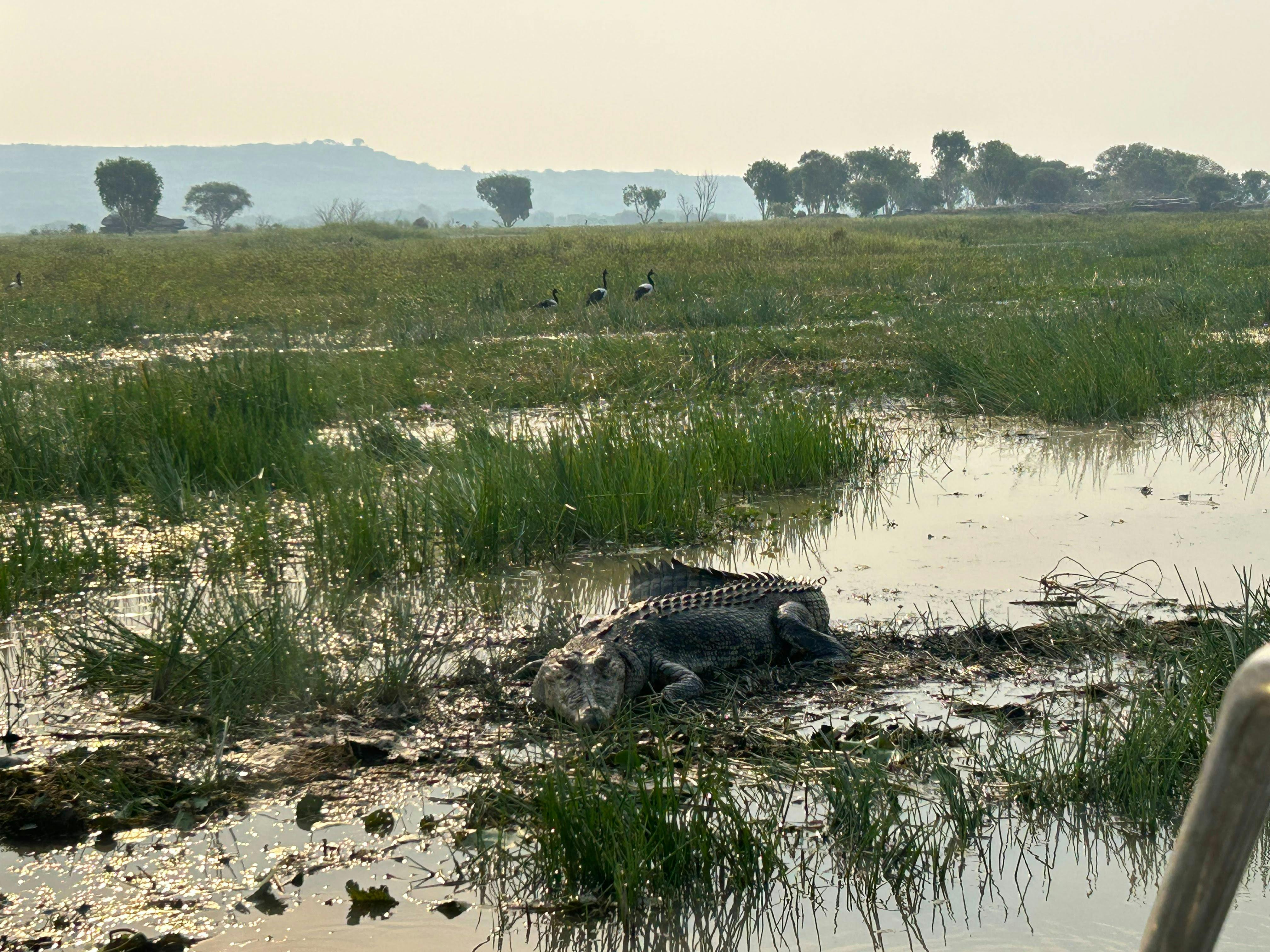 Saltwater crocodile in Kakadu National Park wetlands during a Northern Territory wildlife experience