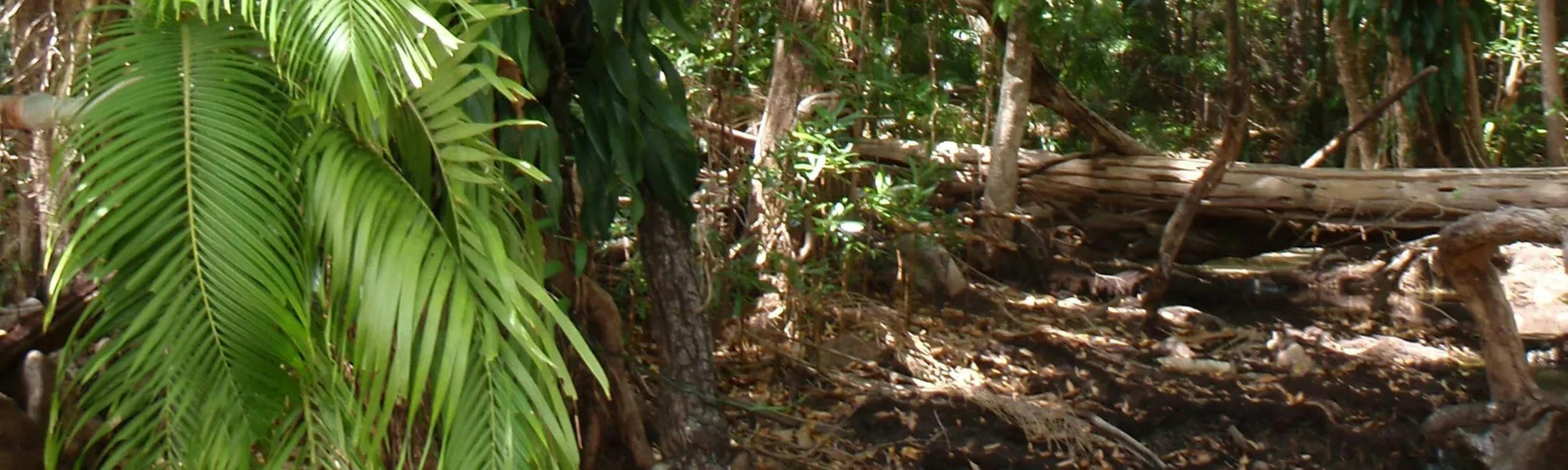 Manngarre rainforest walk