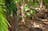 Manngarre rainforest walk