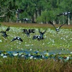 Visit beautiful scenic areas with an abundance of native bird life.