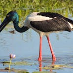 Black necked Stork - Jabiru