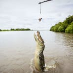 Jumping Crocodile Cruise ! Sacred Owl Tours