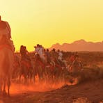 Sunset camel experience