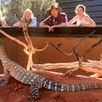Alice Springs Reptile Centre has the largest collection of reptilian life in Central Australia