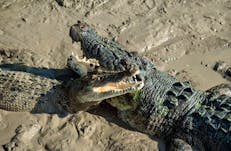 Crocodiles in mud on river bank