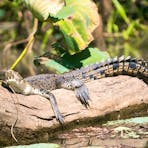 Crocodile