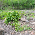 Remnants of Police Station floor slab with trees growing within the site.