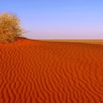 Dry grasses on a red sand dune in the Simpson Desert