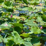 Lily pads at Shady Camp