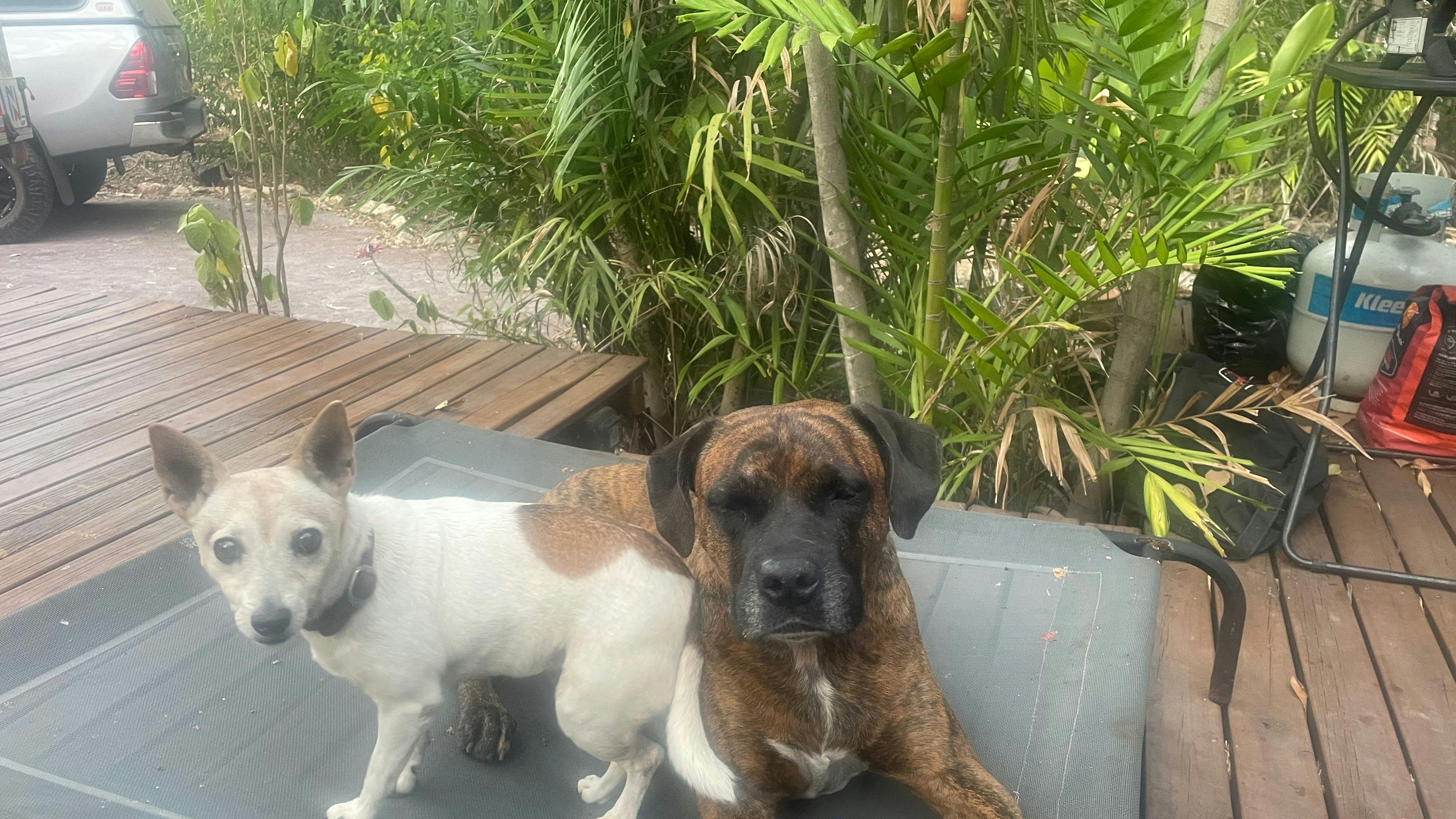 Daisy and  Hank the guardians of the Urban Retreat. 