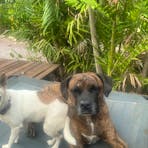 Daisy and Hank the guardians of the Urban Retreat.