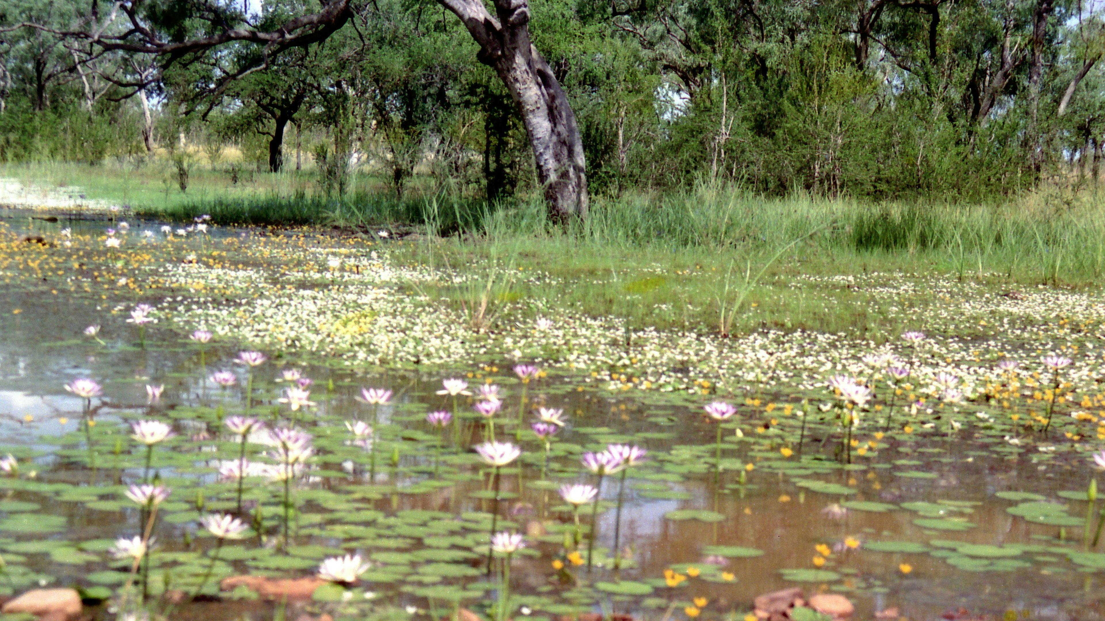 Knuckey Lagoon Bush Camp