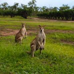Friendly visitors