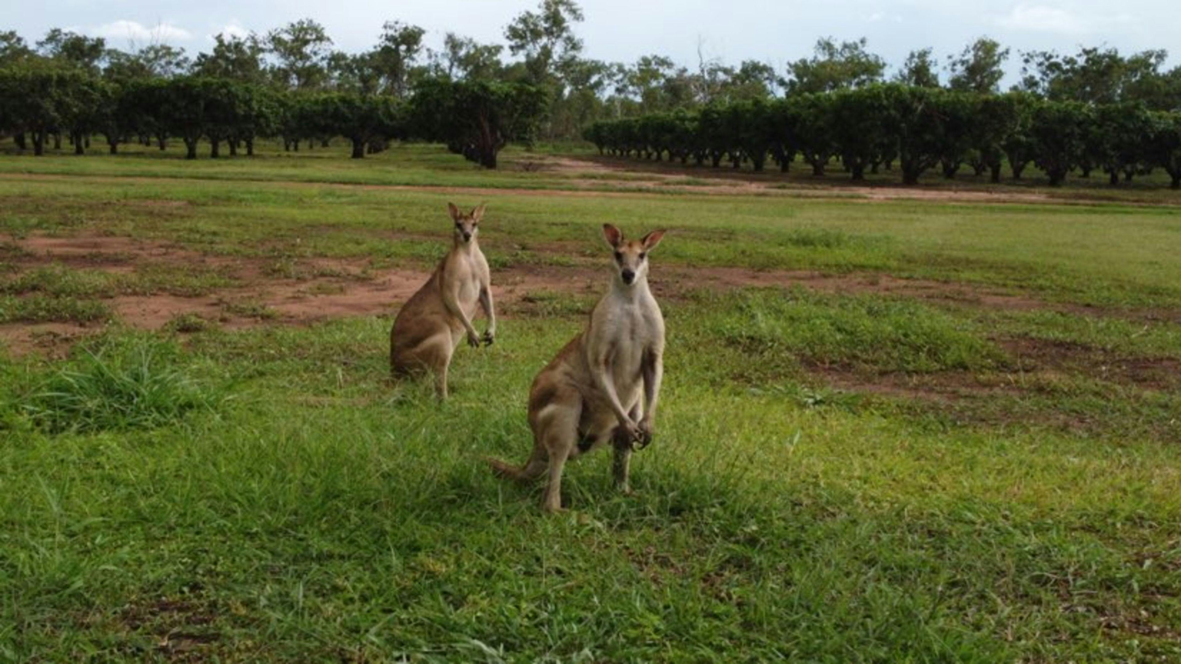 Friendly visitors 