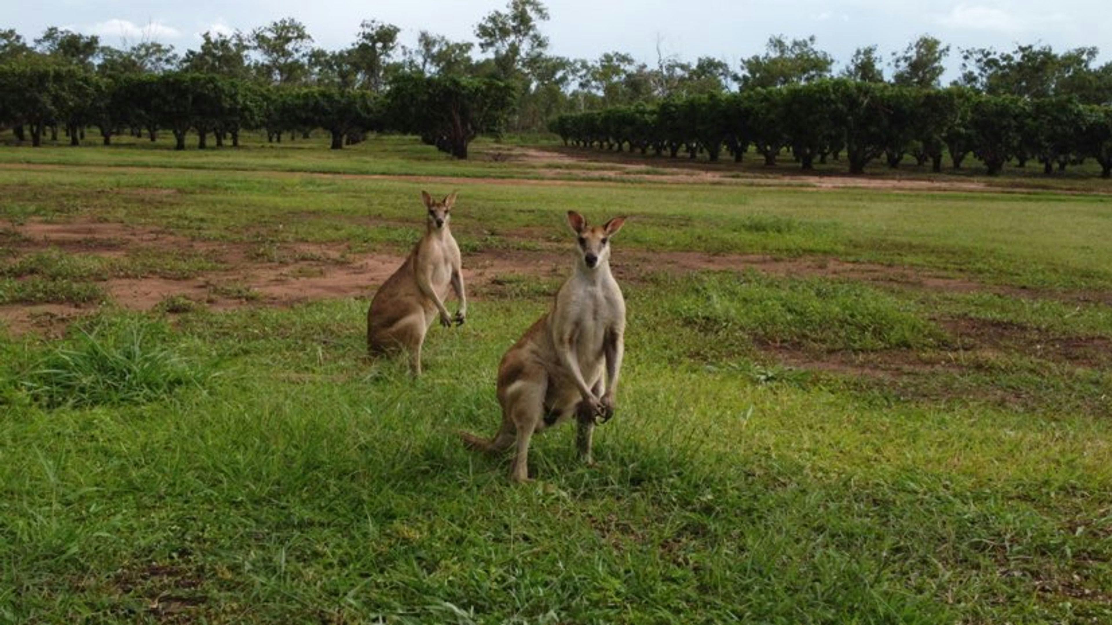 Friendly visitors 