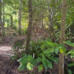 Bamboo Retreat