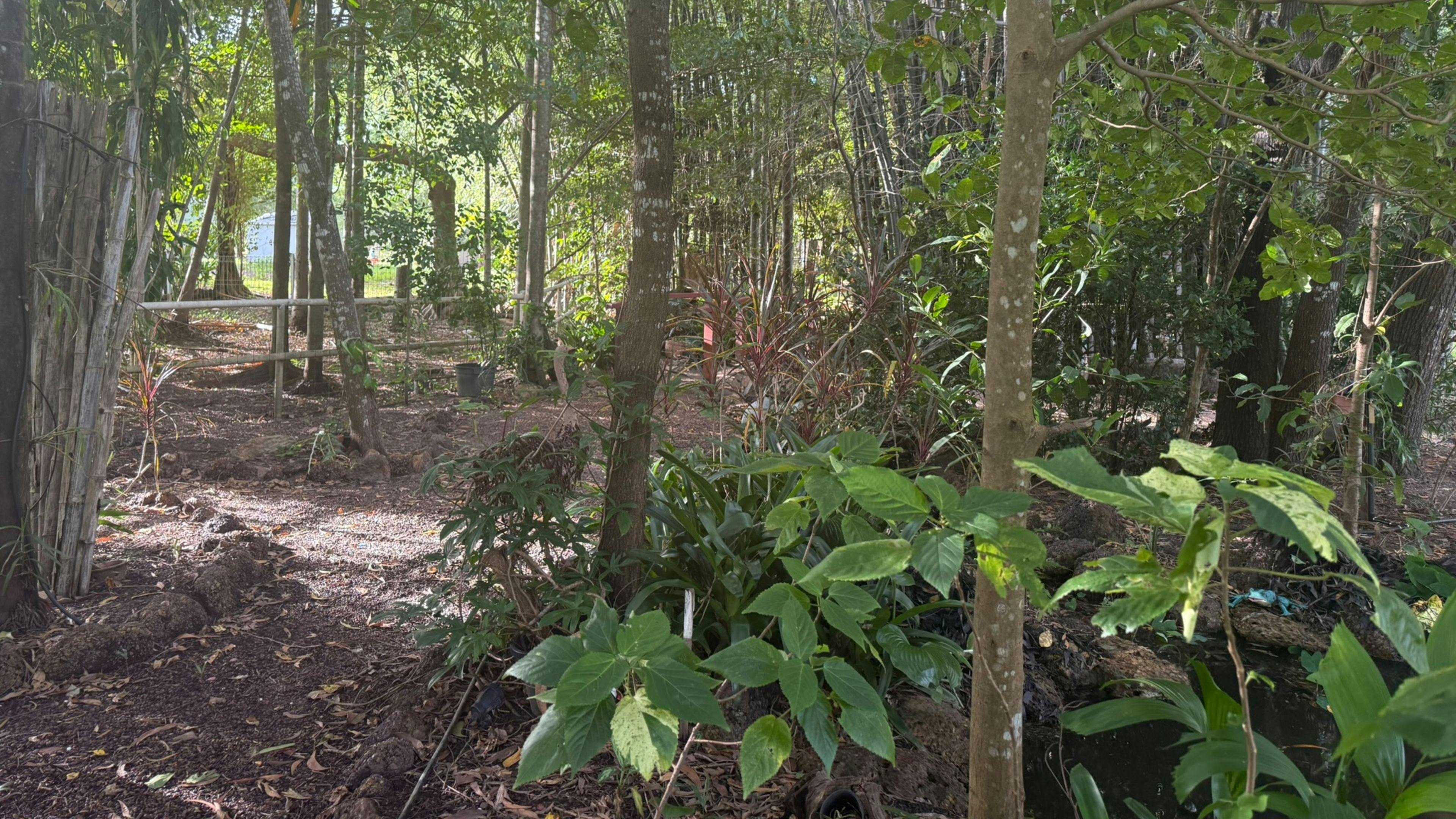 Bamboo Retreat