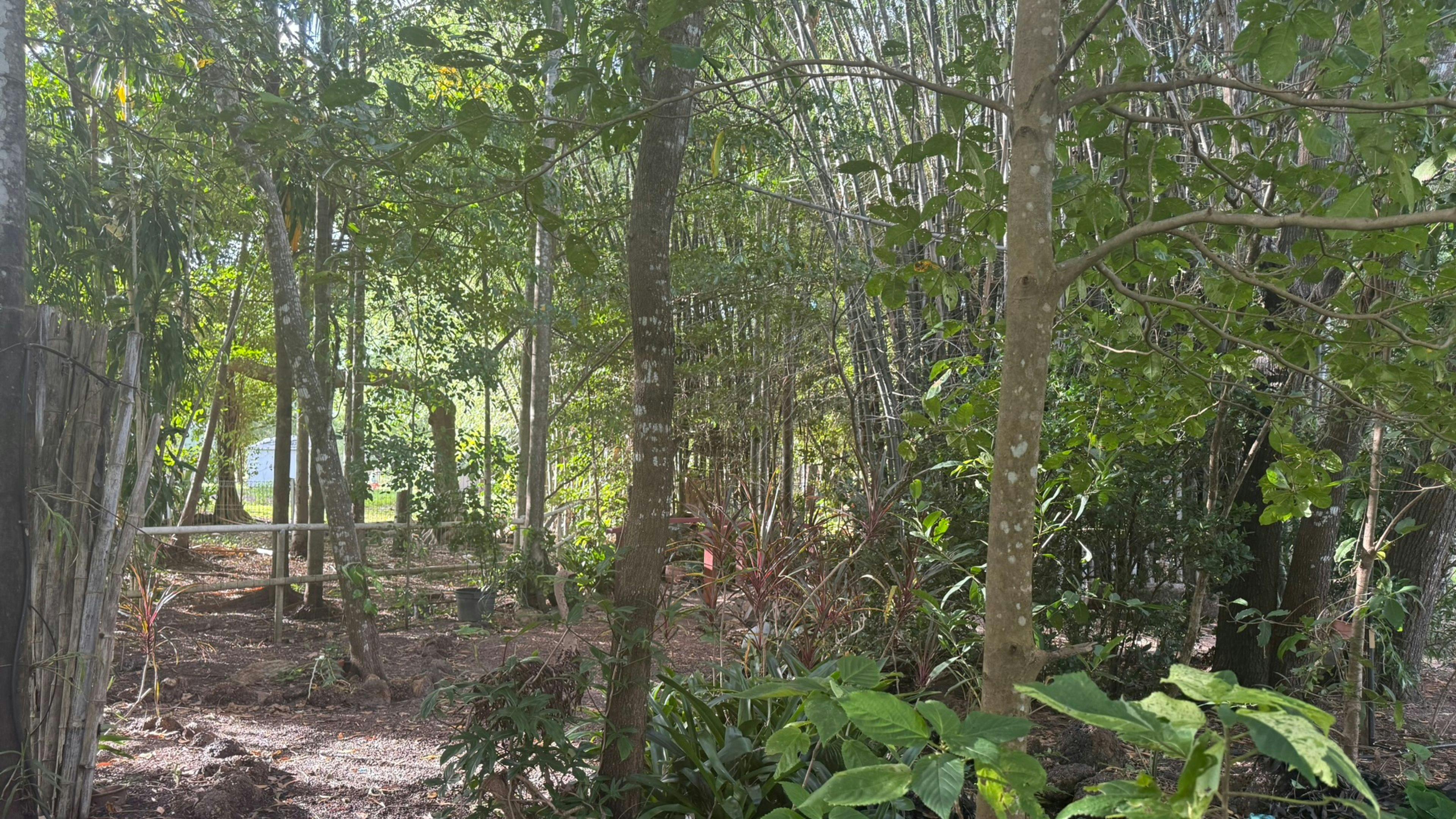 Bamboo Retreat
