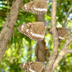 Paperbark Farm, near Darwin