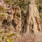 I'm fascinated by these termite mounds.