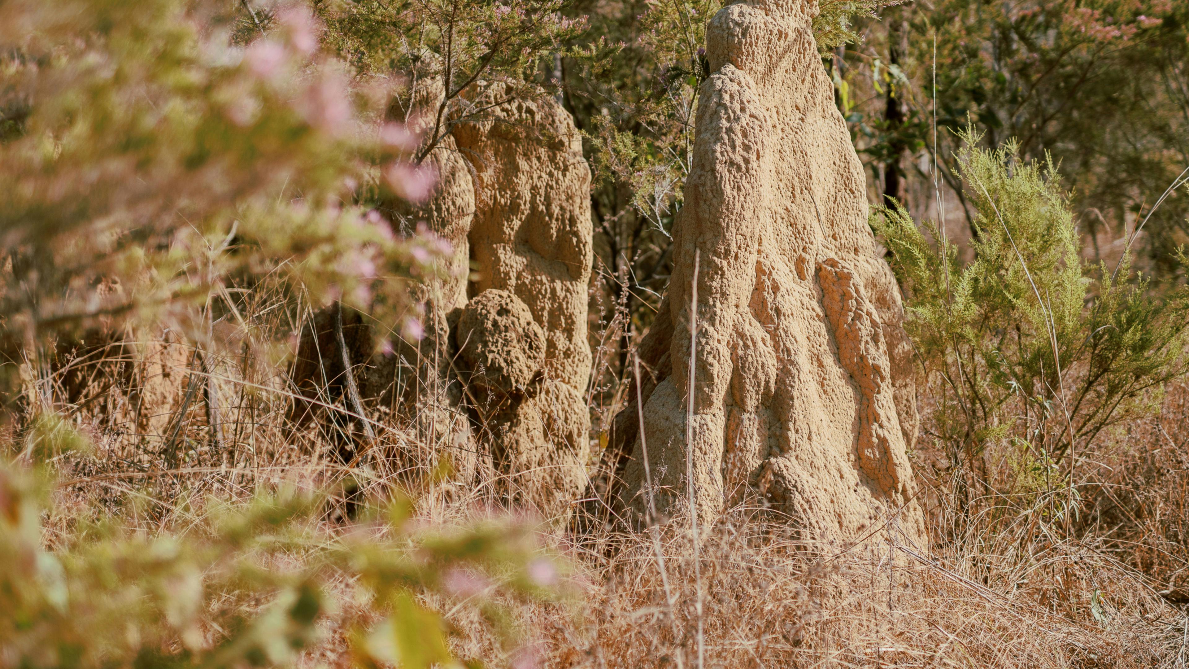 I'm fascinated by these termite mounds. 