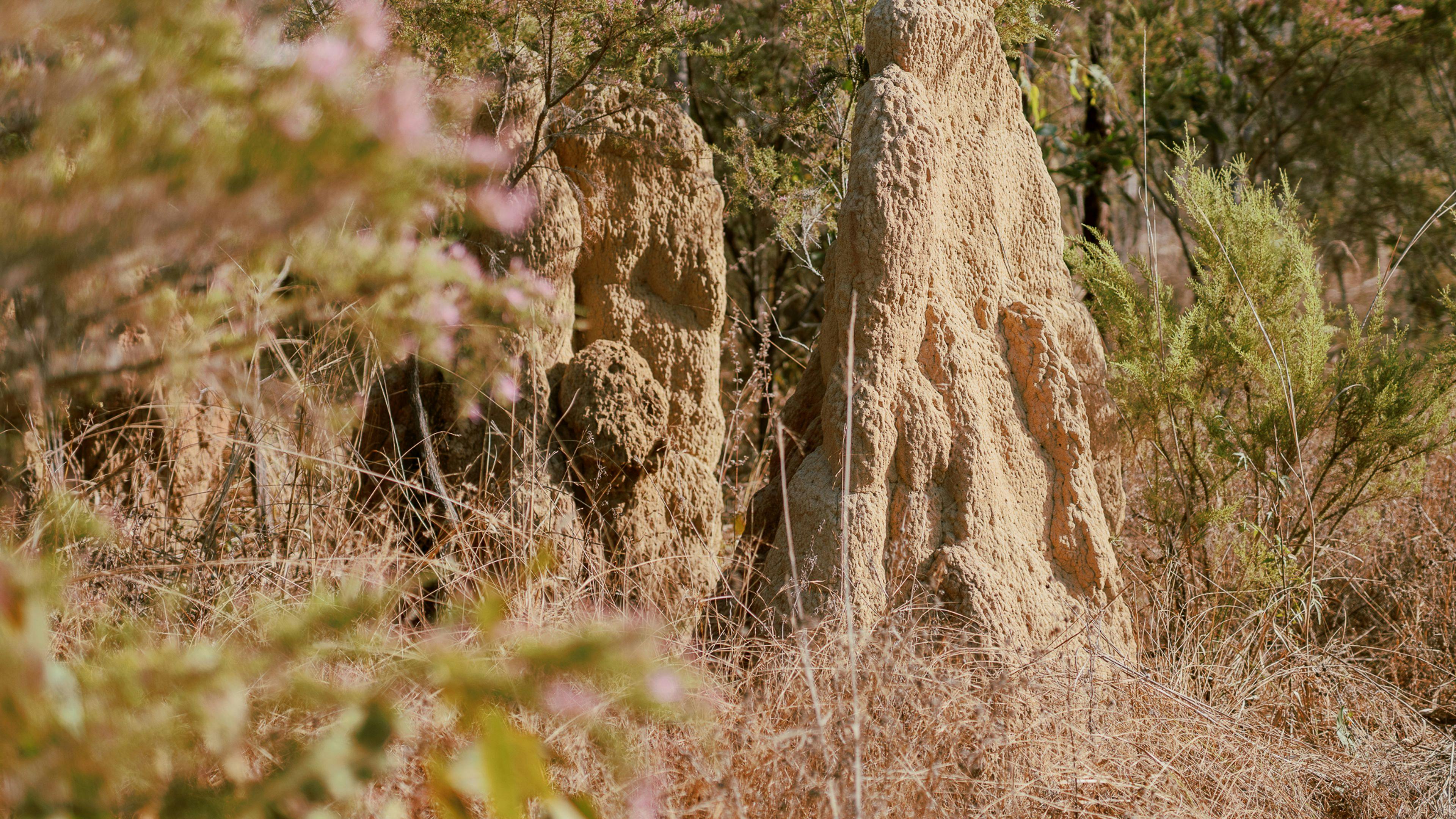 I'm fascinated by these termite mounds. 