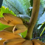Home grown organic bananas
