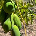 Paw Paw