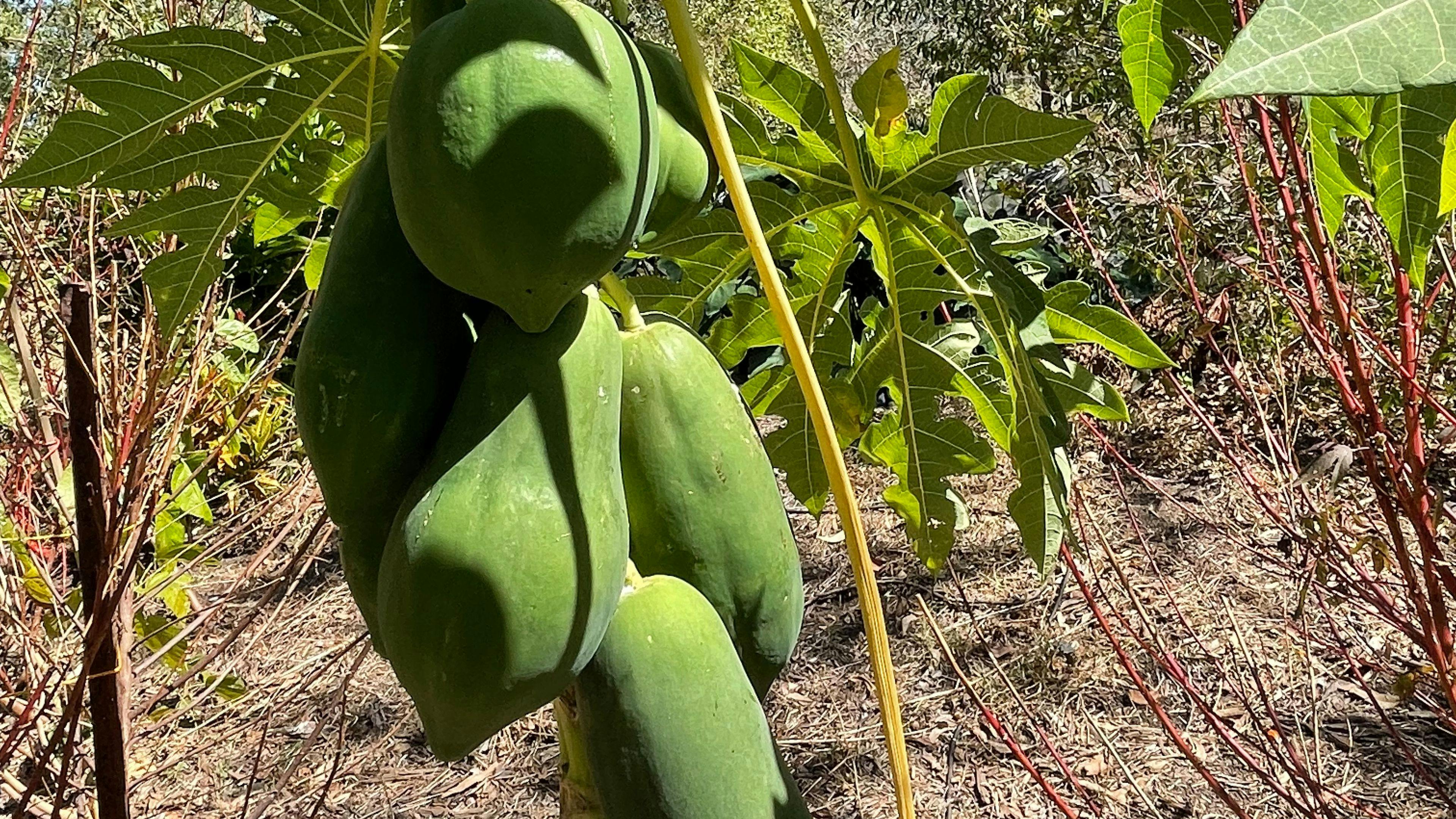 Paw Paw