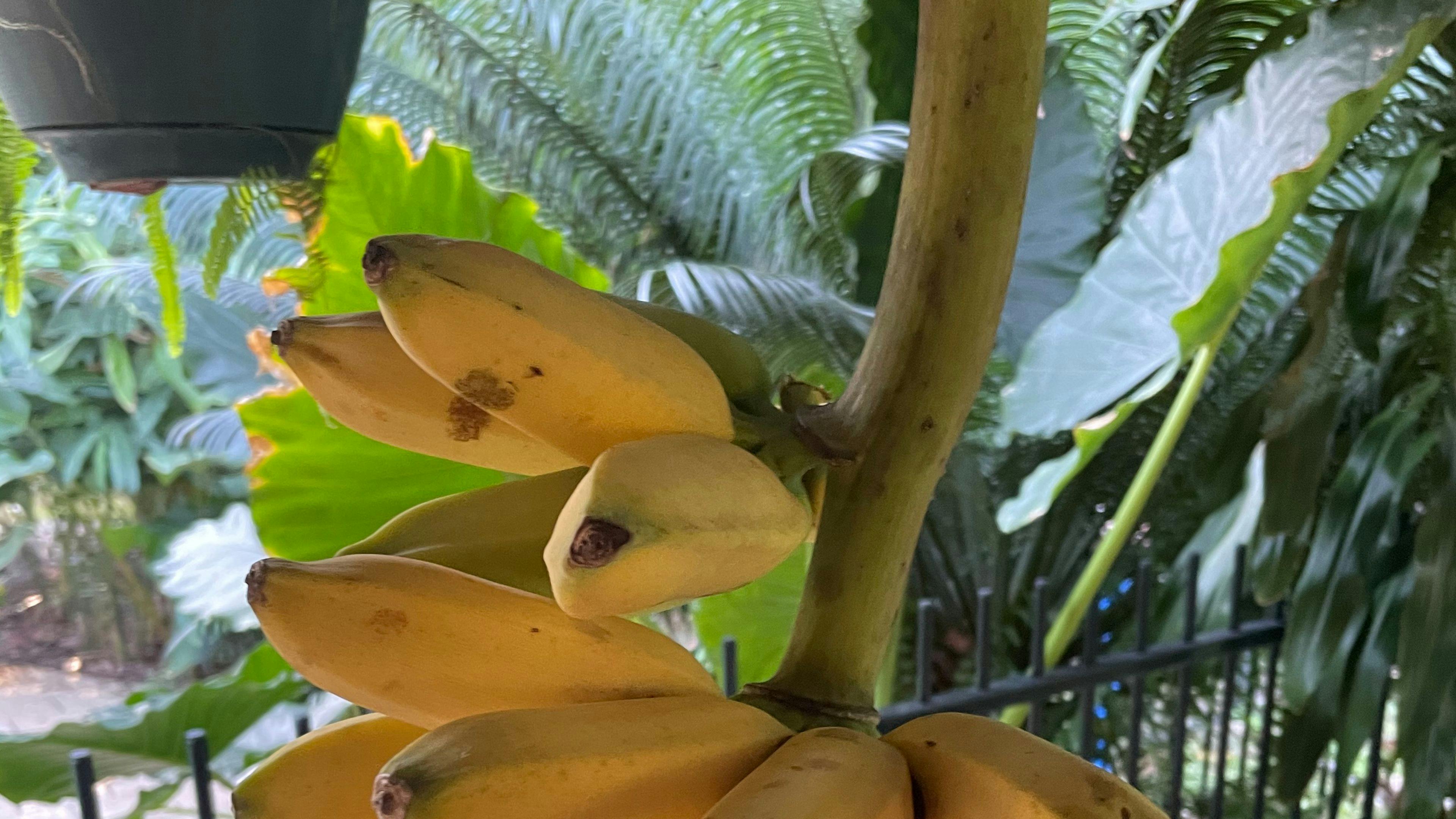 Home grown organic bananas 