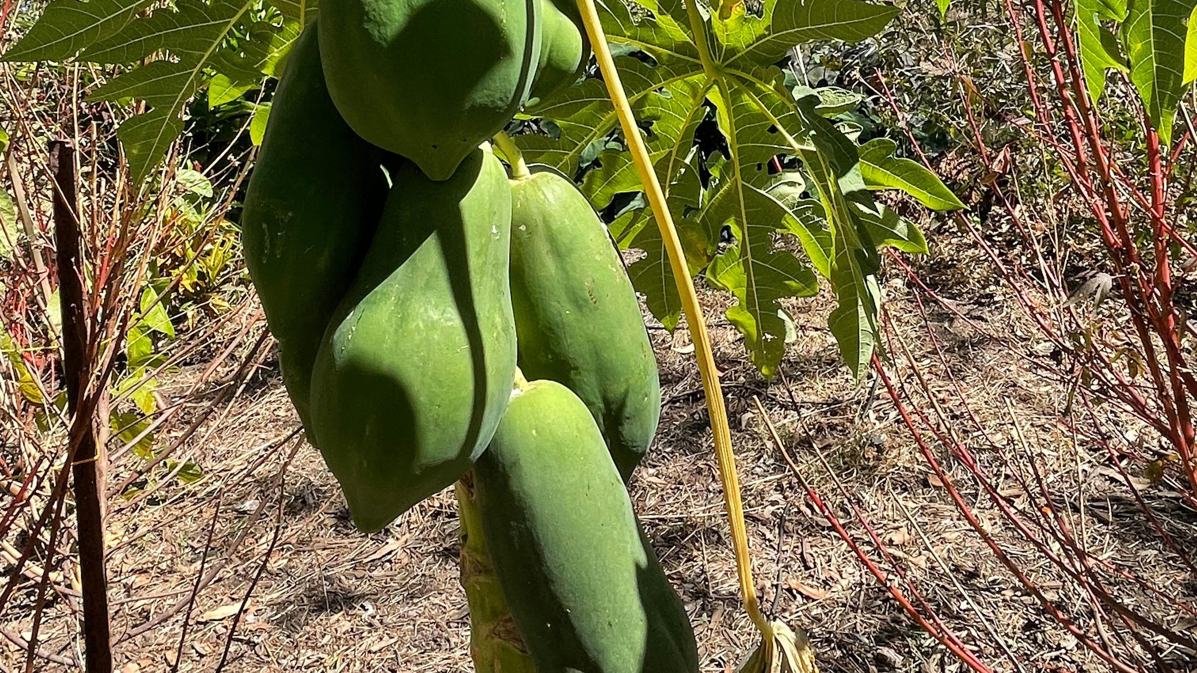 Paw Paw