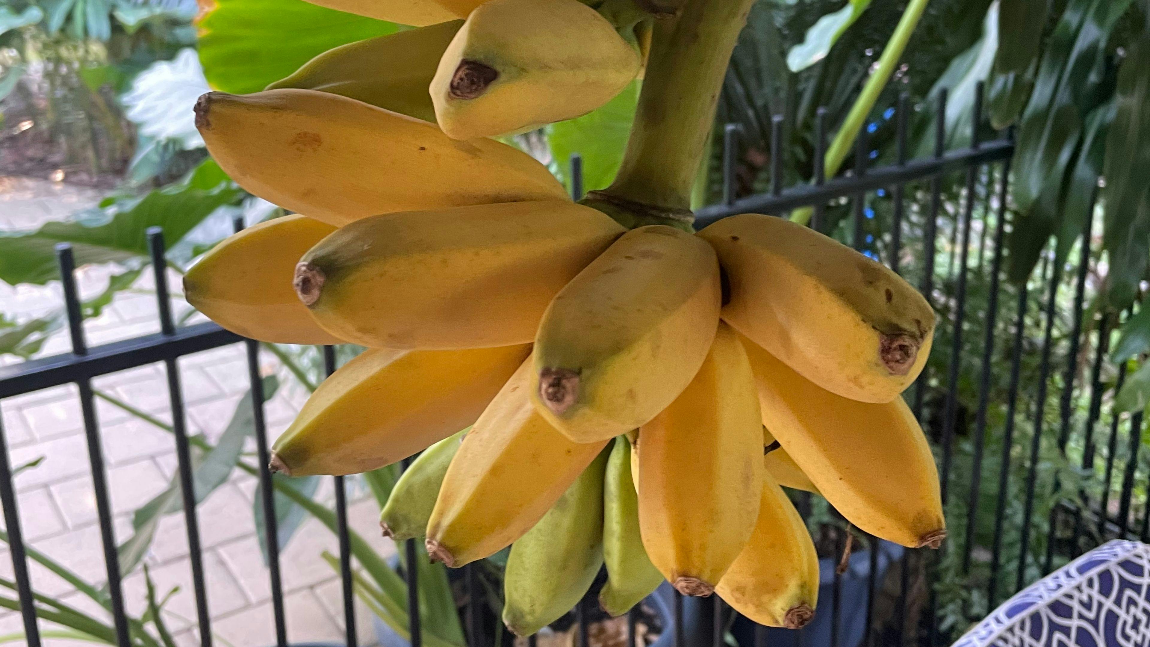 Home grown organic bananas 
