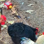 Territory Rural Backyard