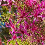 Territory Rural Backyard