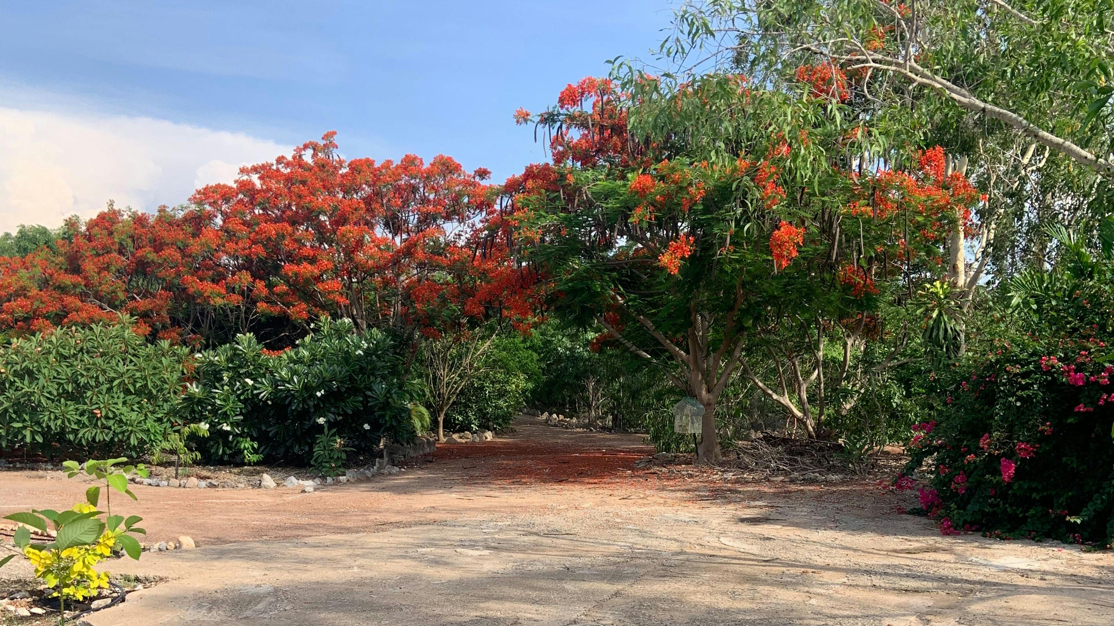 The Bougainvillea Site