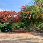 The Bougainvillea Site